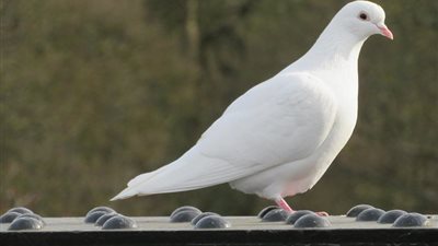 «علامة وتنبيه مهم».. تفسير رؤية الحمام في المنام للعزباء والمتزوجة والحامل