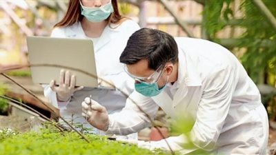 فعال بنسبة 70 في المائة «ميديكاجو» أول لقاح نباتي 100% ضد فيروس كورونا