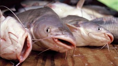 رأيت أسماك القراميط ميتة في المنام.. اعرفي تفسير ابن سيرين