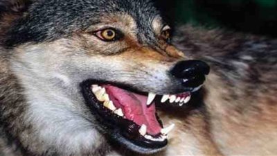 رأيت ذئبًا يجري ورايا في المنام.. اعرفي تفسير ابن شاهين