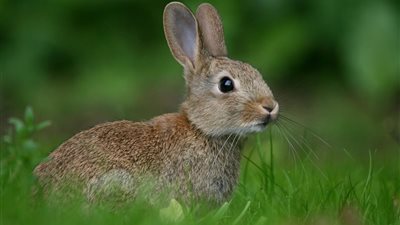 للمتزوجات.. تفسير حلم رؤيا ذبح الأرانب في المنام وعلاقتها بالطلاق أو الوفاة