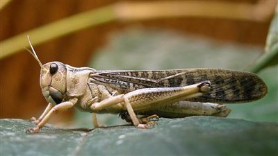 للبنات... احذري من دلالة تفسير رؤيا الجراد في المنام «حزن وقلة رزق»