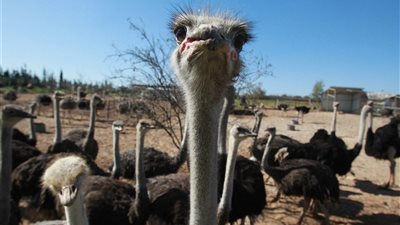 فتاوى رمضان| حكم ذبح النعام وأكل لحمه.. «الإفتاء» تُجيب