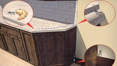 «تخلصي من فريق الكشافة».. طرق مبتكرة للتخلص من النمل والحفاظ على بيتك