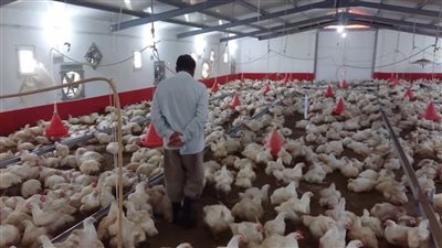 أسعار الفراخ والبيض في السواق وبورصة الدواجن اليوم الأحد