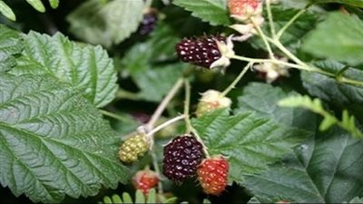 «يوميات حامل» تعرفي على أضرار وفوائد شاي ورق التوت لصحة جنينك