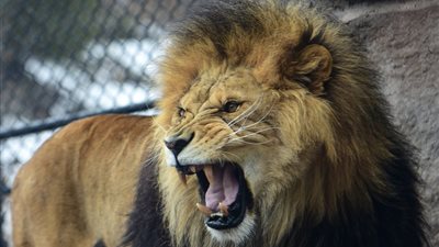 تفسير حلم الخوف من الأسد في المنام وعلاقته بطباع الزوج الغليظة