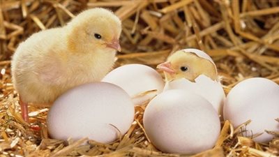 أسعار الفراخ والبيض والكتاكيت في بورصة الدواجن اليوم الاثنين