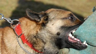 خاص| بعد رحمة حسن.. ضحية عضة كلب تروي حكاية تعرضها للموت في الشارع