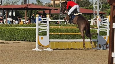 انطلاق نهائيات بطولة الجمهورية للفروسية بمشاركة 400 متسابق