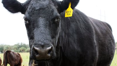 تفسير حلم البقرة السوداء في المنام وعلاقته بانتهاء الهم واقتراب الفرج