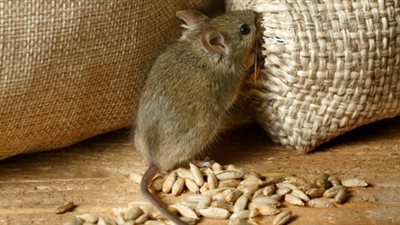 الفلفل الأسود والفنيك.. 10 طرق تمنع دخول الفئران إلى بيتك  