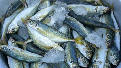 أسعار الأسماك اليوم السبت.. استقرار البلطي رقم 1 والسمك البرانيس الإسكندراني يرتفع 13 جنيهًا