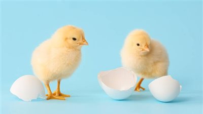 أسعار الدواجن اليوم السبت.. الفراخ البيضاء بـ 33.5 جنيه للكيلو والبلدي بـ 36