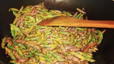 مقرمشة مثل الدجاج.. الجنادب 