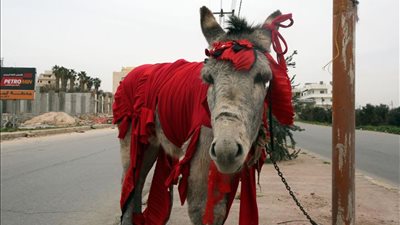 زوجي أعطاني حمارًا هدية في المنام.. اعرفي تفسير الحلم