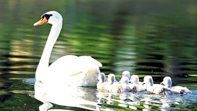 قصة المثل الشعبي «ابن الوز عوام» وعلاقته بتوريث المهن