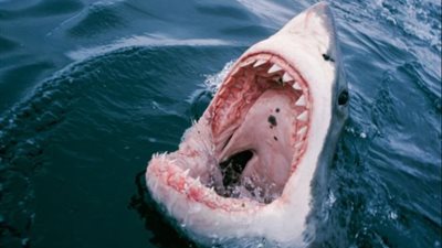 بعد هجوم القرش بالغردقة.. أسوأ حوادث «الفك المفترس» ضد البشر| صور 