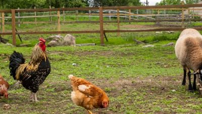 هل يجوز التضحية بالطيور بدلًا من الماشية والغنم؟ «الإفتاء» تُجيب