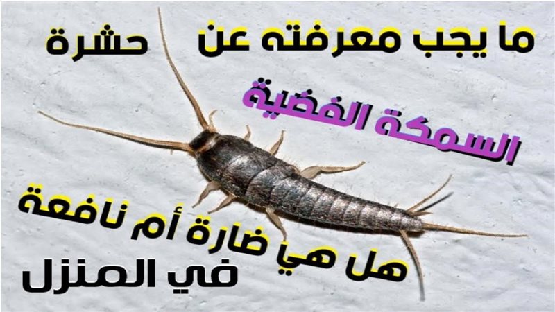 هير نيوز