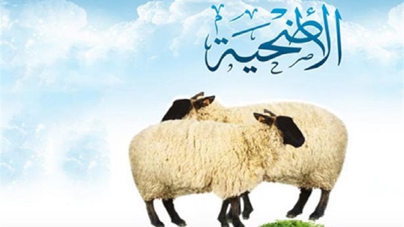 هير نيوز