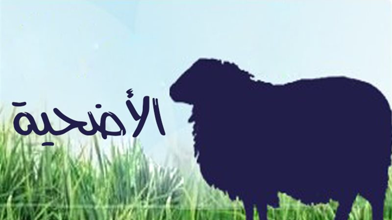 هير نيوز