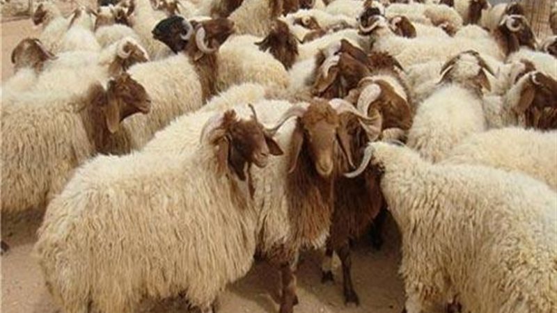 هير نيوز