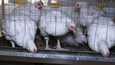 أسعار الدواجن ثالث أيام عيد الأضحى.. الفراخ البلدي بـ 36 جنيهًا للكيلو والأمهات بـ 27