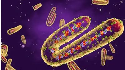 «عندنا أشباح كتير من غير فيروس» تعليقات المصريين الكوميدية عن فيروس ماربورج الجديد