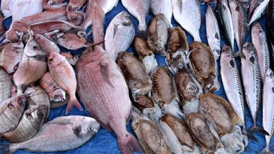 أسعار الأسماك أول أيام عيد الأضحى.. السمك البلطي رقم 1 يرتفع 4 جنيهات والبوري بـ 101