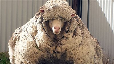 كان تائهًا في البرية.. أسرار وكواليس أكثر خروف صوف في العالم