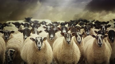 «أرقام صادمة عن الأغنام».. الصين الأكبر إنتاجًا والكازاخستانيين أكبر آكلى اللحوم الضاني