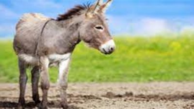 الحمار في المنام.. متاعب كثيرة.. تعرف على أهم تفسيراته