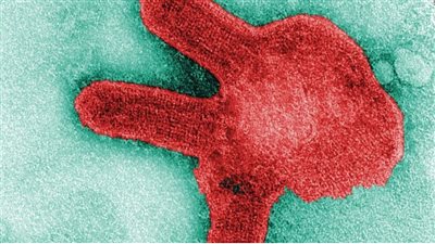 «الخفاش القاتل».. كل ما تود معرفته عن فيروس ماربورغ الجديد