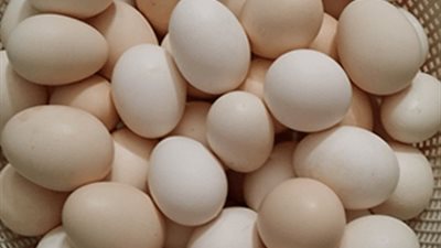 البيض ينفجر.. ارتفاع أسعاره يُشعل الغضب ومطالب بعودة «العشة»