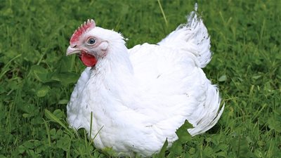 أسعار الدواجن اليوم الجمعة.. الفراخ البيضاء بـ 31 جنيهًا للكيلو والبلدي بـ 36