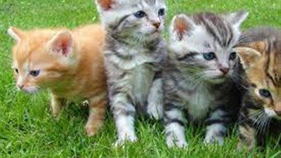 تفسير رؤية القطط في المنام.. للحامل والعزباء والمتزوجة