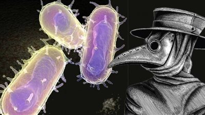 الموت الأسود يهدد العالم.. كل ما تريد معرفته عن 