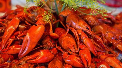 استاكوزا الغلابة.. كارثة غذائية تُهدد المواطنين