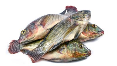 أسعار الأسماك اليوم الجمعة.. المكرونة السويسي بـ 74 جنيهًا للكيلو والبرانيس الإسكندراني بـ 78