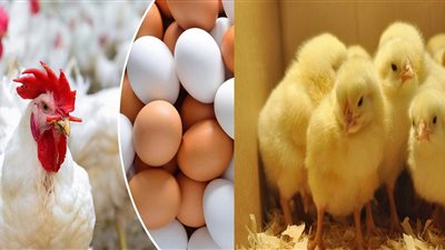 أسعار الدواجن اليوم الجمعة.. تراجع عام للفراخ والبيض
