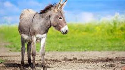 تفسير رؤية الحمار في المنام| فيديو جراف