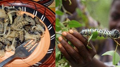 «الموبان».. أسرار وجبة الديدان الخفيفة التي يُقبل عليها شعب زامبيا