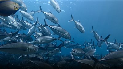 تفسير رؤية السمك واصطياده في منام العزباء والمتزوجة