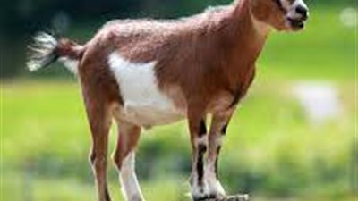 رؤية الماعز في المنام «خير».. وتقلق في حالة واحدة