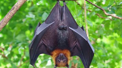 تفسير رؤية الوطواط في المنام للحامل والعزباء والمتزوجة والمطلقة