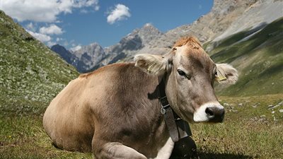 تفسير رؤية البقرة في المنام للحامل والعزباء والمتزوجة