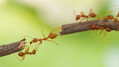 تفسير رؤية النمل في المنام.. خير للحامل والعزباء والمتزوجة والمطلقة