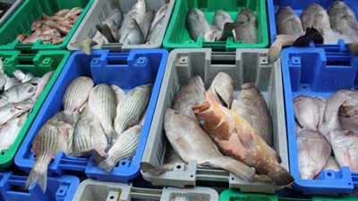أسعار الأسماك اليوم الجمعة.. البلطي رقم 1 بـ 33 جنيهًا للكيلو والدرجة الثانية بـ 25	