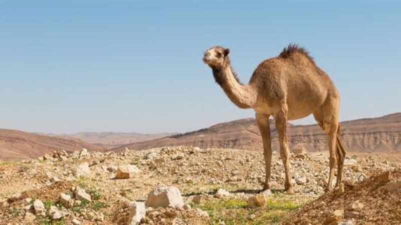 هير نيوز